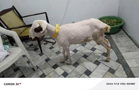 bakra
