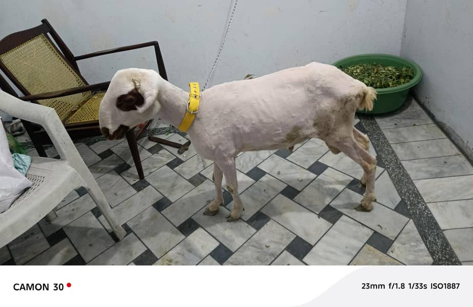bakra 0