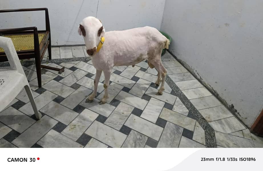 bakra 1