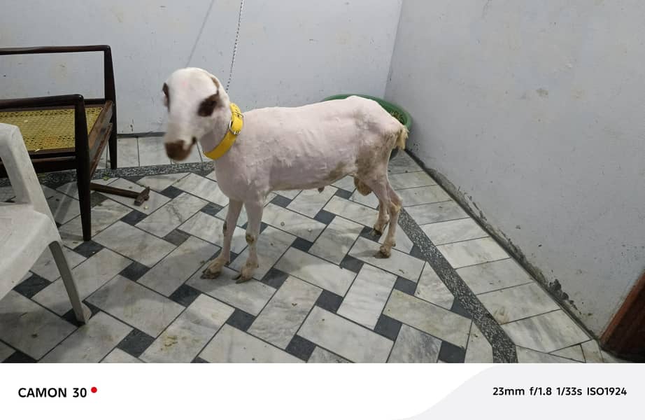 bakra 2