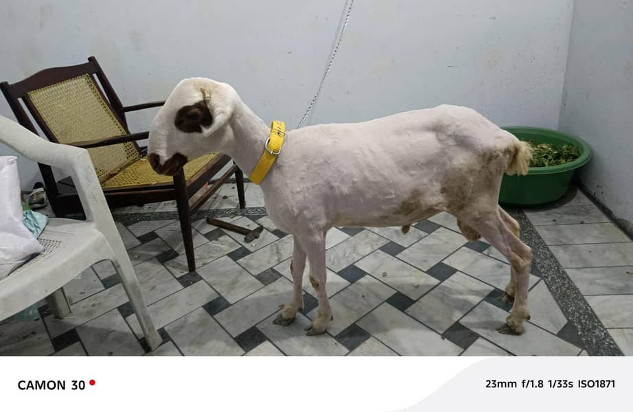 bakra 3