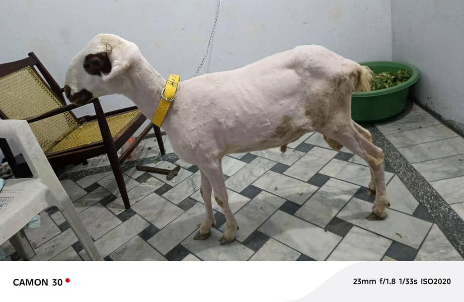 bakra 4