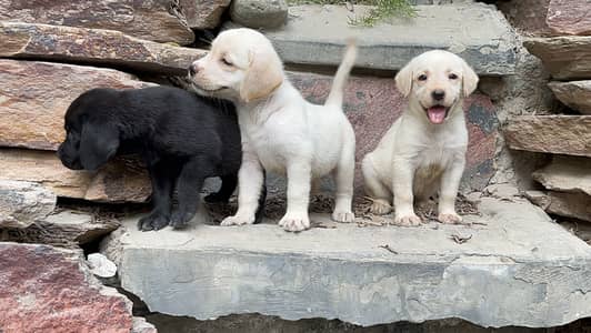 British labrador puppies