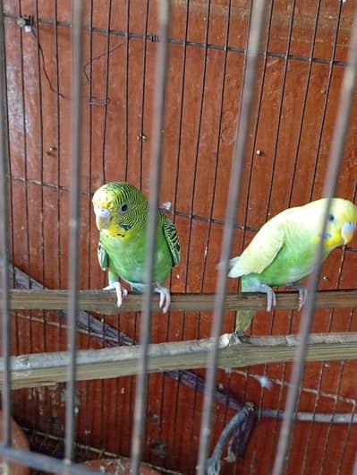parrot