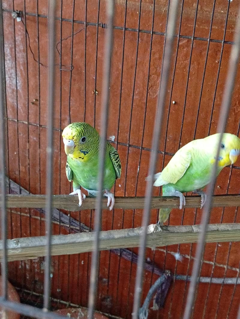 parrot 0