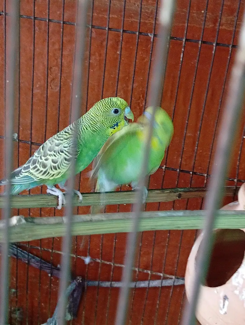parrot — photo 2