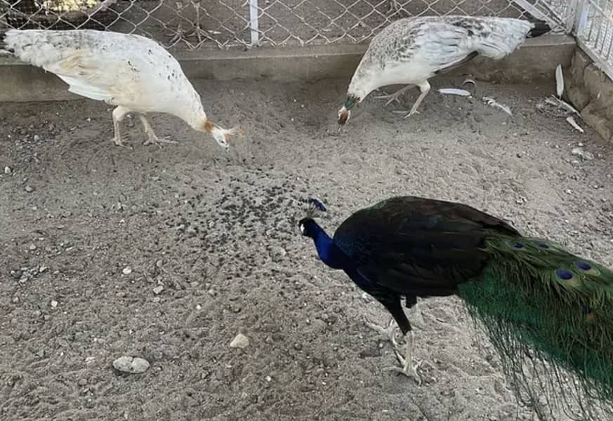 Peacock Eggs 0
