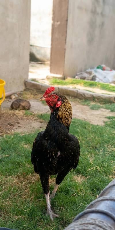 Pure Mianwali Aseel Rooster – Outstanding Structure and Quality