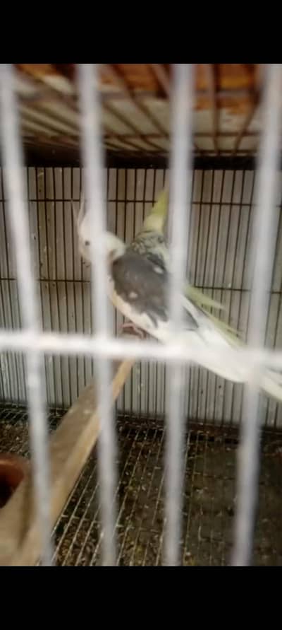 5 pair All bird's sale breeder pair