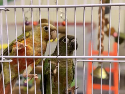 PINEAPPLE / GREEN CHEEK CONURE FLYTAME PAIR