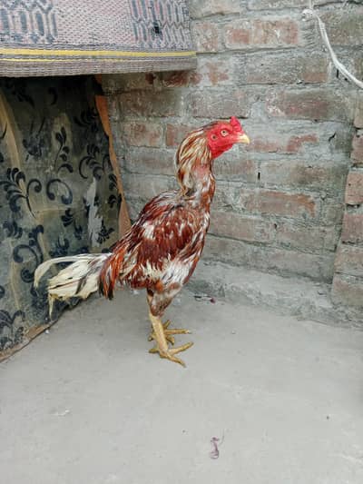 aseel barmi cros