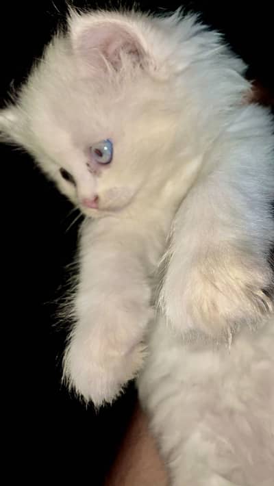 Persian kitten