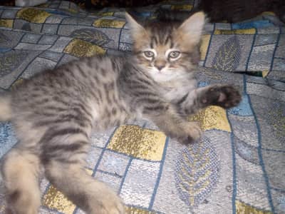 Persian kitten