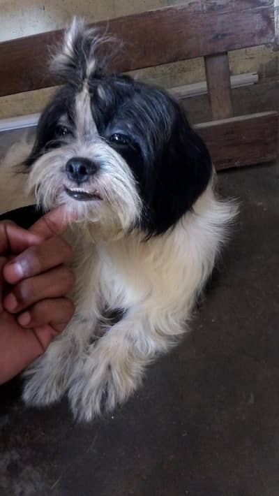 shipoo breeder female WhatsApp 03497322796