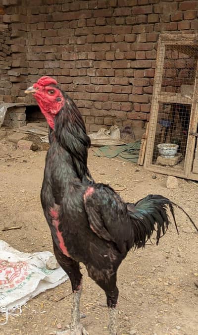 Thai male / Thai murga / burmi male / burmi murga