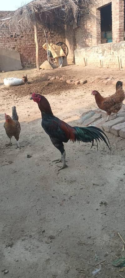 Thai male / Thai murga / burmi male / burmi murga
