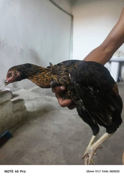 teen murgi breeder eggline