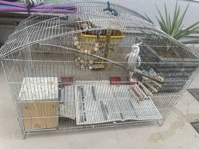 Cockatiel female with cage and toys for sale