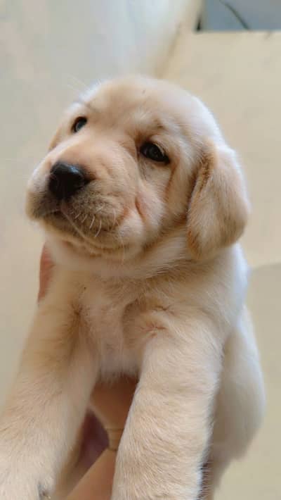 Healthy labrador puppy