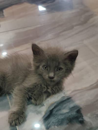 grey Persian kitten cat
