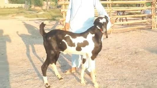 desi Bakra for sale,,03226643435