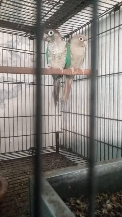 blue turquoise wf male cinemon female breeder pair available
