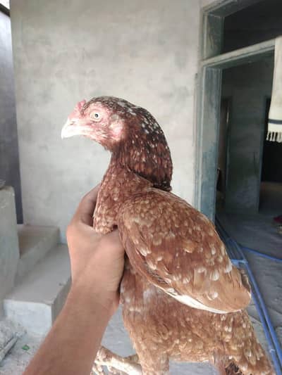 aseel and fancy breed