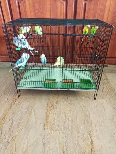 sale budgie's with brand new cage heavy gaje 03333249606