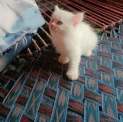 Persian kittens available single and pair both