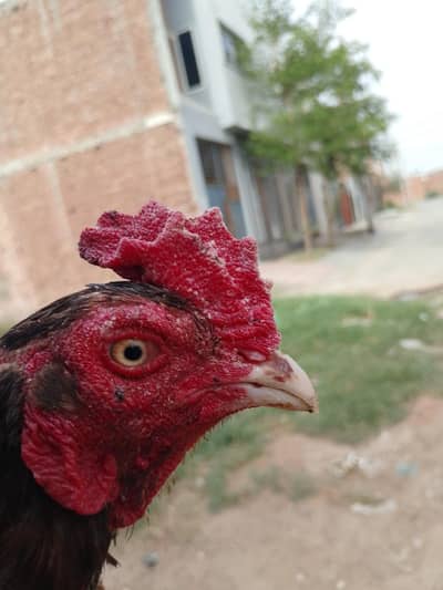Aseel Murga