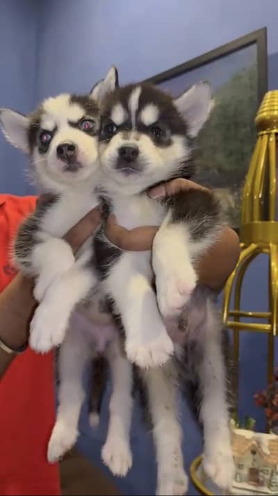 Siberian Husky Puppies available for new owners