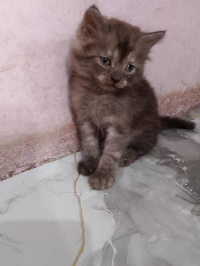 Persian Male Kitten