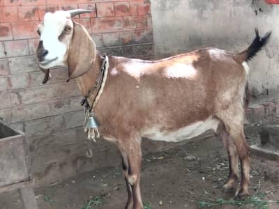 pure teddi 4.5 month ki ghabban tayar bakri for sale