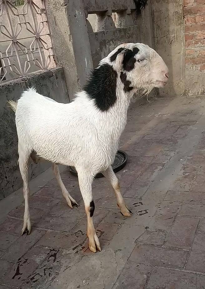 پیور گلابی ٹیڈا ابلق سفید آنکھ ڈبل ہڈی کا بریڈر پوائنٹ 1