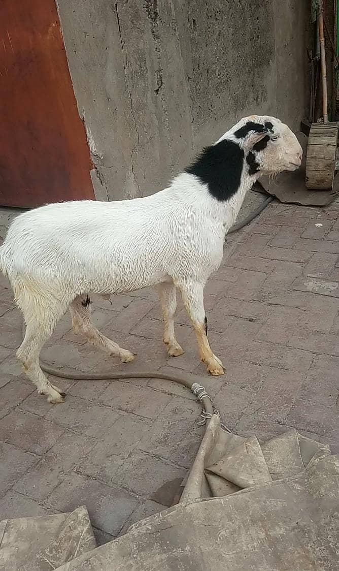 پیور گلابی ٹیڈا ابلق سفید آنکھ ڈبل ہڈی کا بریڈر پوائنٹ 4