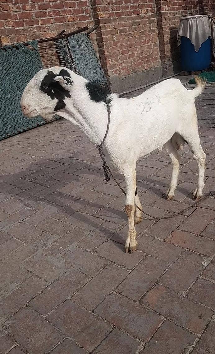 پیور گلابی ٹیڈا ابلق سفید آنکھ ڈبل ہڈی کا بریڈر پوائنٹ 7