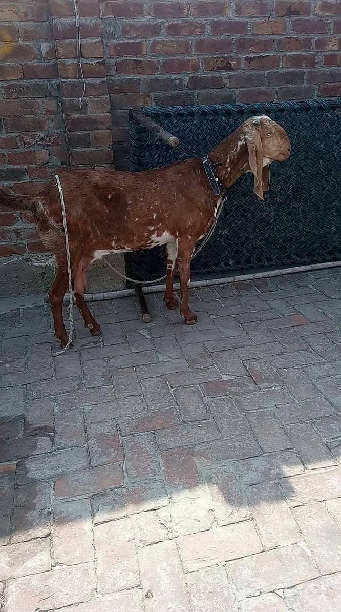 پیور گلابی ٹیڈا ابلق سفید آنکھ ڈبل ہڈی کا بریڈر پوائنٹ 10