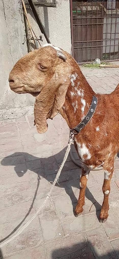 پیور گلابی ٹیڈا ابلق سفید آنکھ ڈبل ہڈی کا بریڈر پوائنٹ 11
