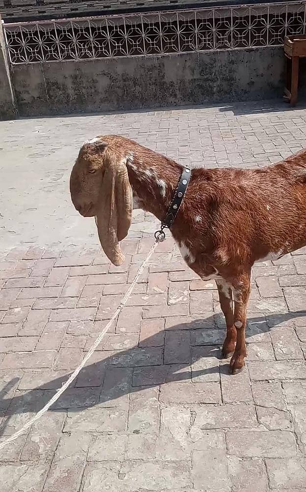 پیور گلابی ٹیڈا ابلق سفید آنکھ ڈبل ہڈی کا بریڈر پوائنٹ 12