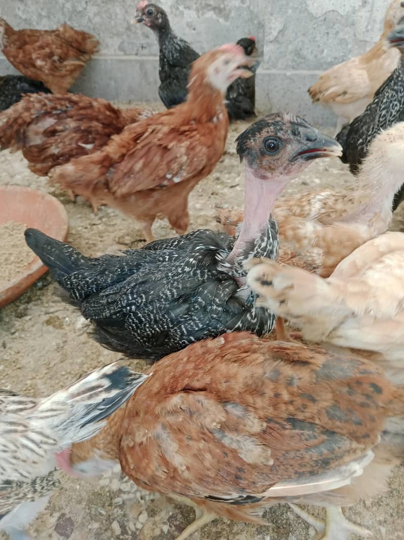 Desi chicks 0