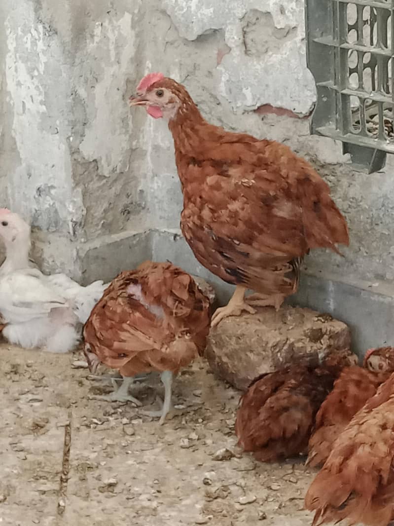 Desi chicks 2