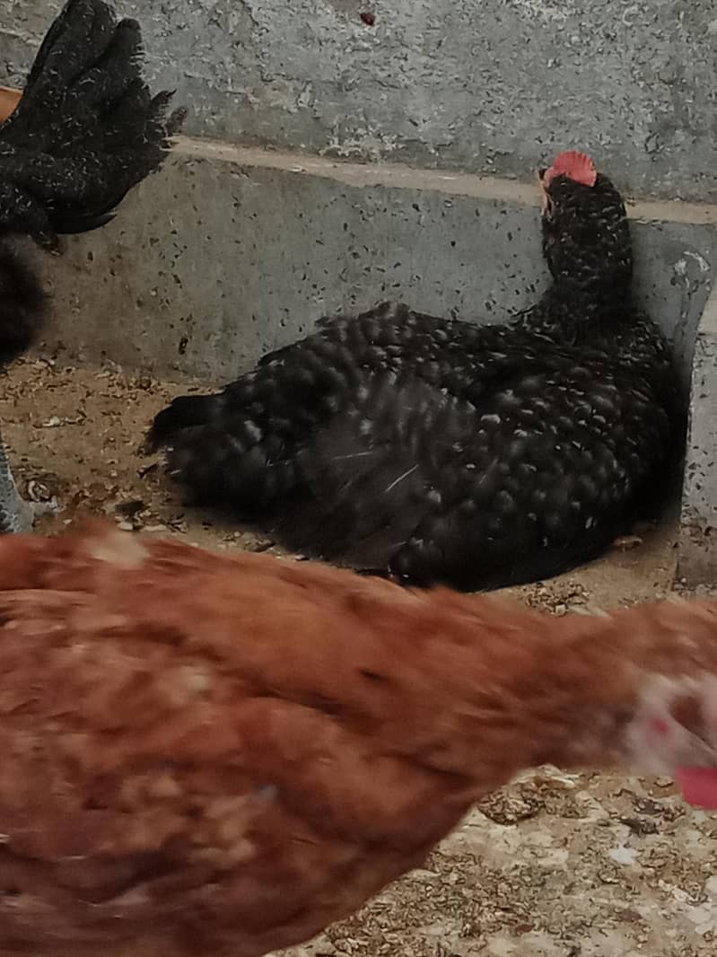 Desi chicks 3