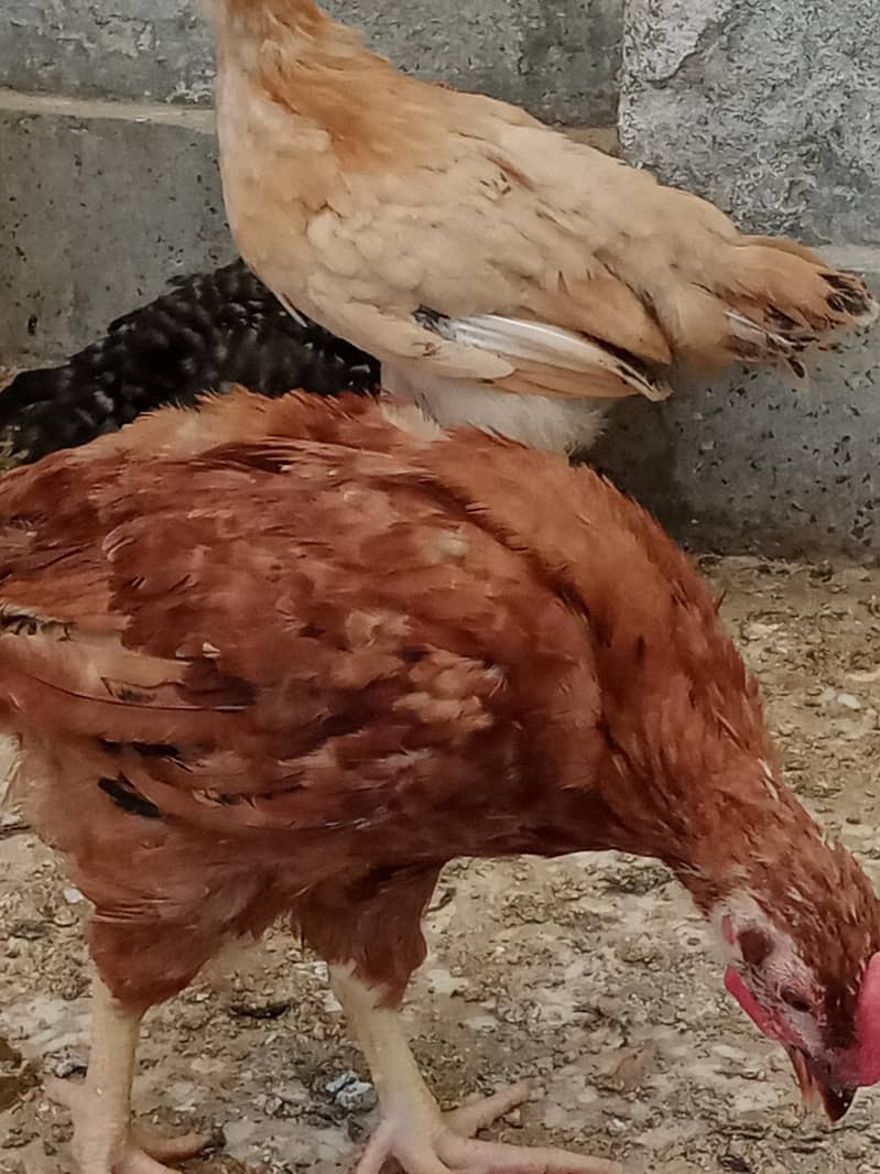 Desi chicks 4