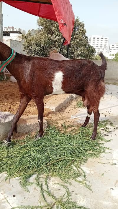 dodh wali bakri