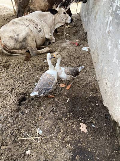 ducks For sale final price