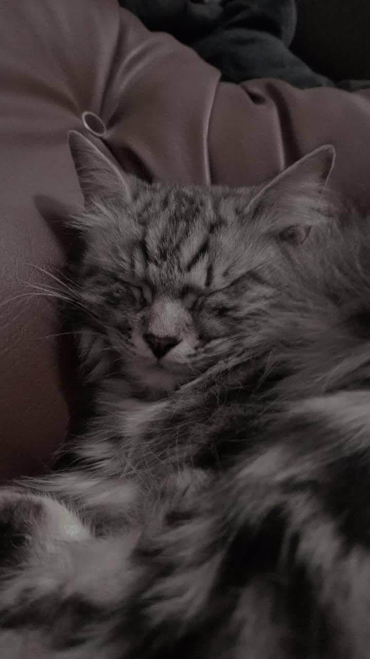 persion cat 0