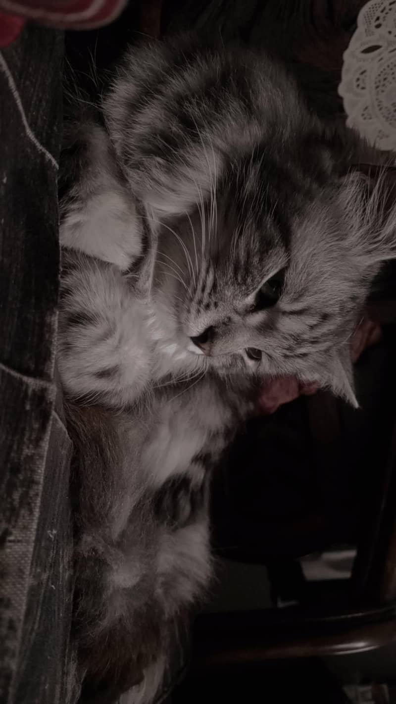 persion cat 1