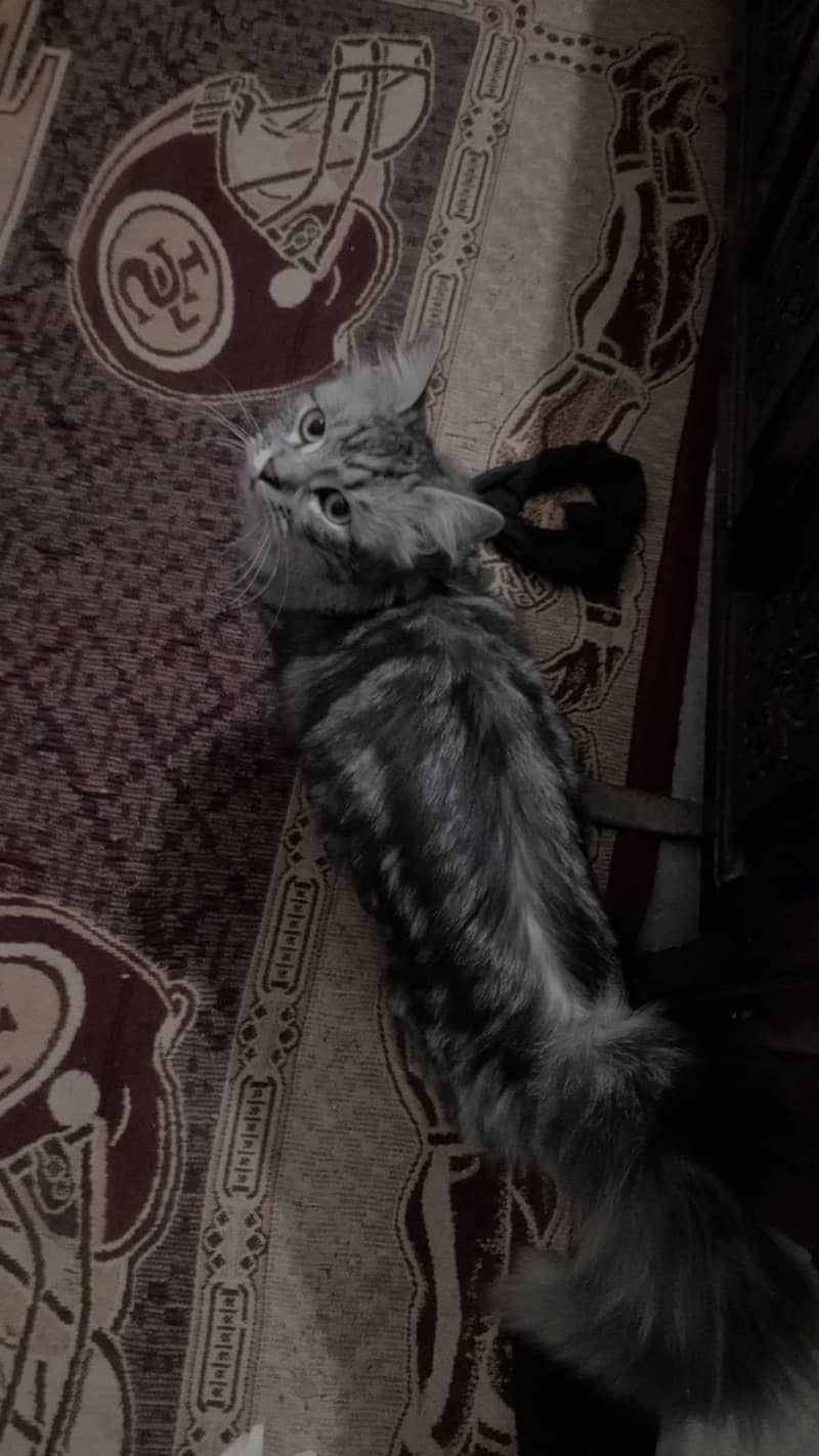 persion cat 2