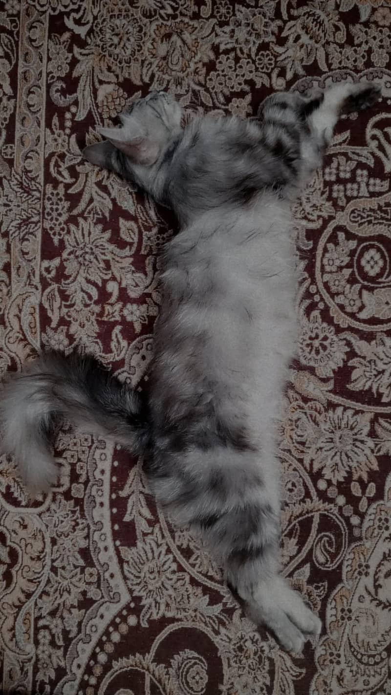 persion cat 3