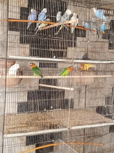 parrot setup for sell